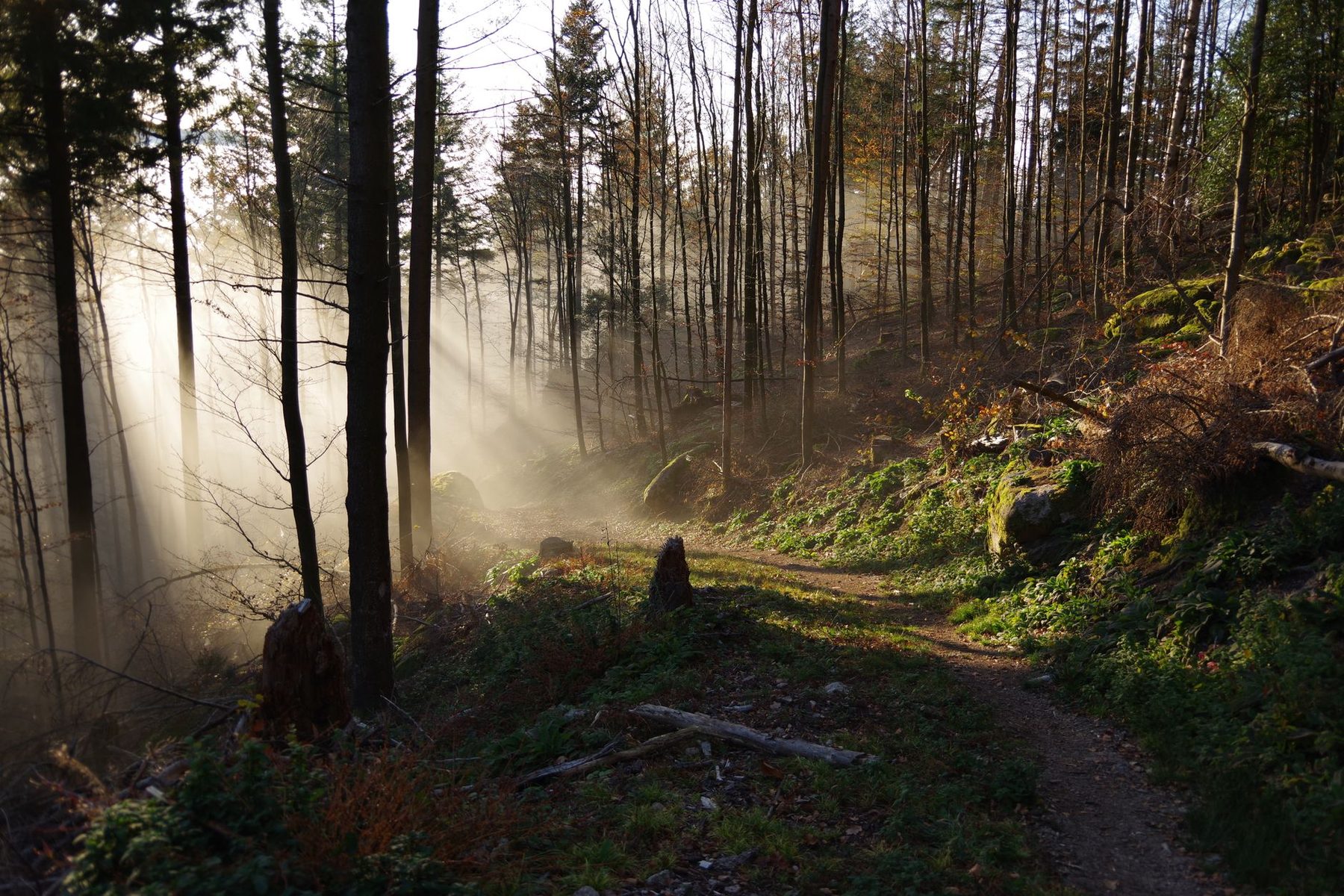 Sous-bois baigné de lumière