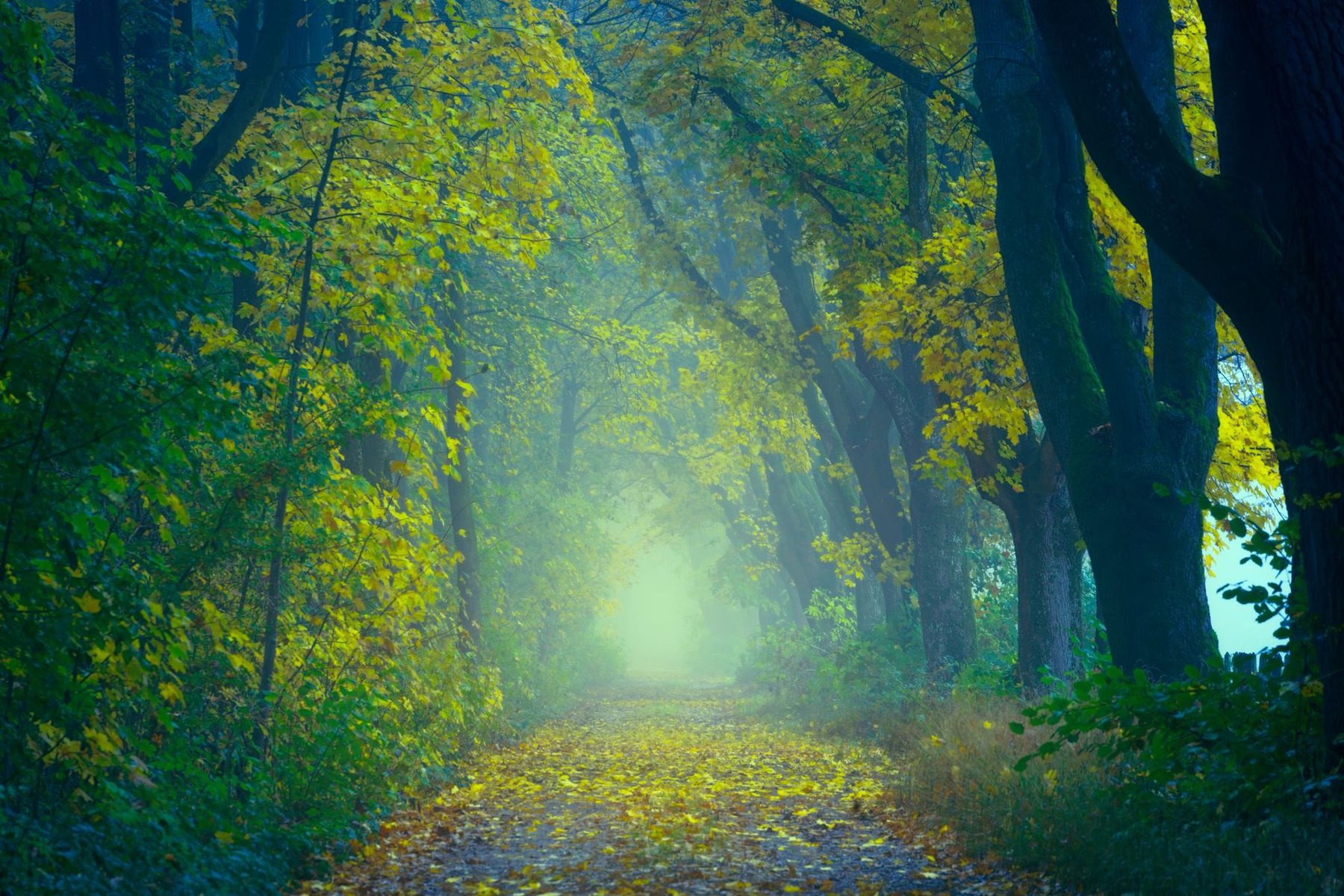 Sentier forestier en automne